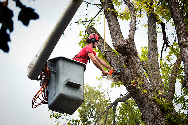 Best Utility Line Clearance  in El Paso, IL